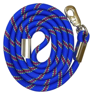 Happy Bernese Mountain Dog on Mountain Dog Leash and Collar