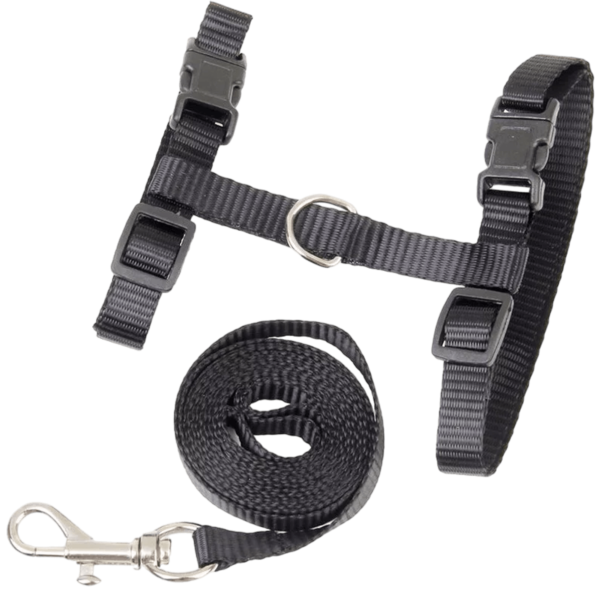 A durable and strong cat harness for a large cat like a Maine Coon
